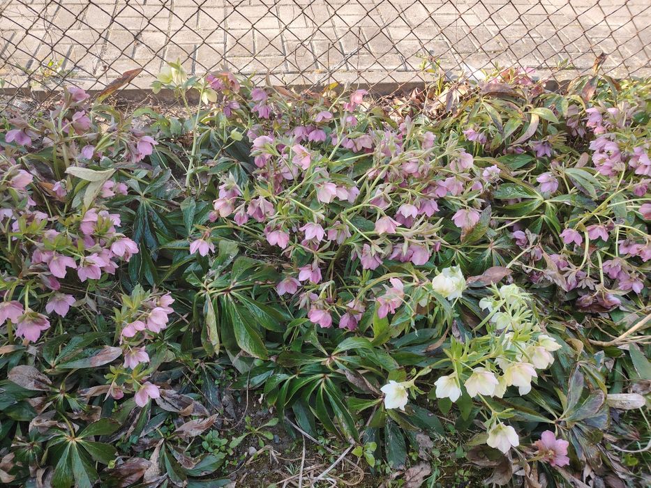 Sadzonki ciemierników 7 różowych i 5 białych