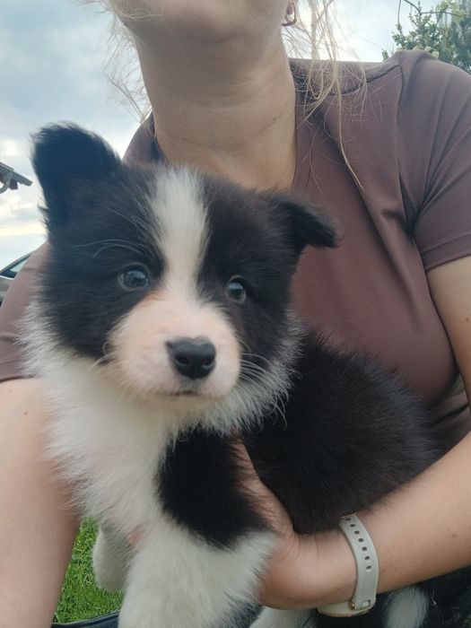 Border Collie FCI piesek czarno-biały ZKwP