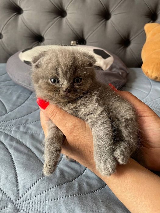 Висловухі кошенята Scottish fold