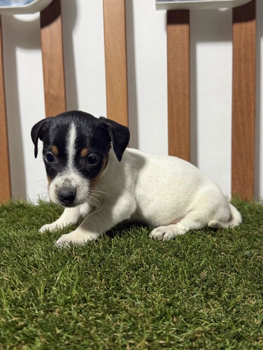 Jack russell terrier