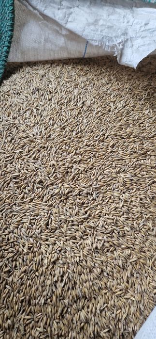 Owies Harnaś rok po centrali