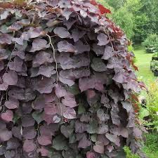 Judaszowiec kanadyjski Ruby Falls 180 cm cena 450 zł