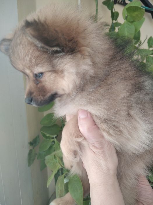 Девочки-шпица красавици