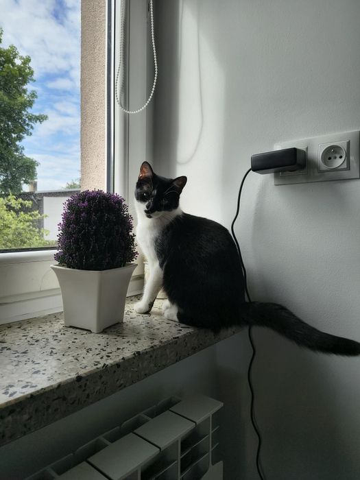 Diva – podaruj jej dom, na który tak długo czeka