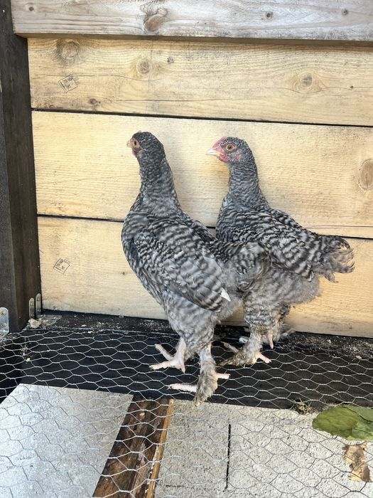Casal galinhas Brahma Barrado