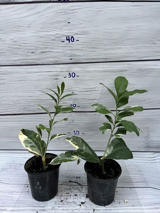 Лимон Пінк Еврика