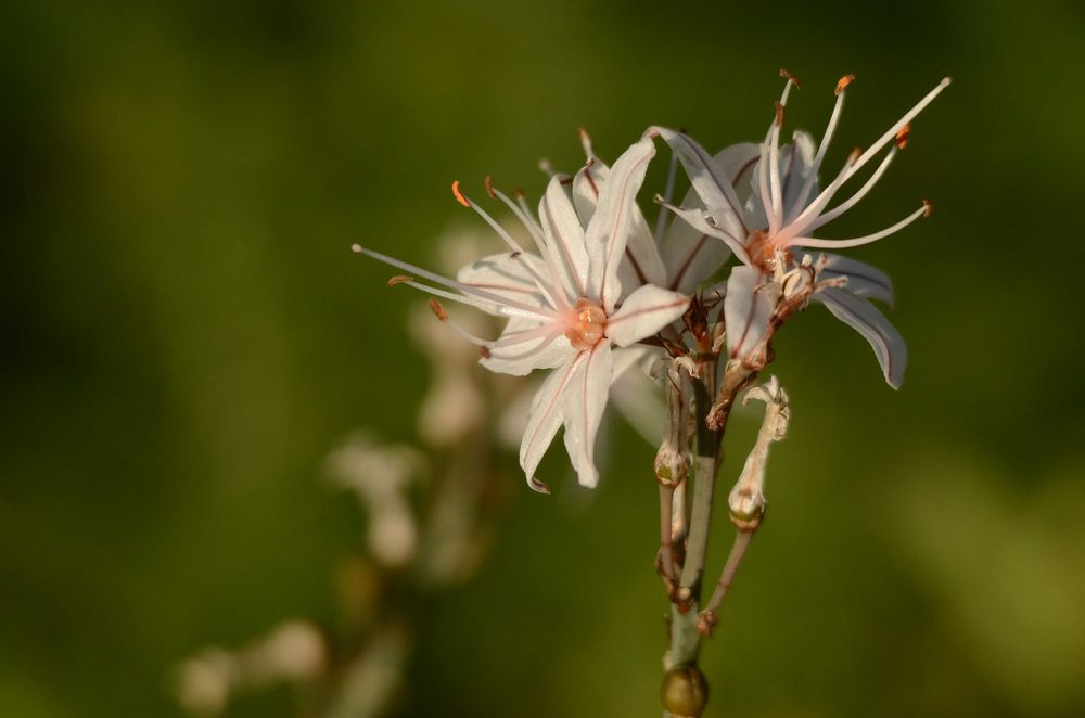 RMC Tokina 35-105 1:3.5-4.5