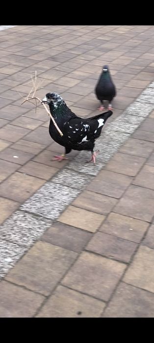 Sprzedam gołębie