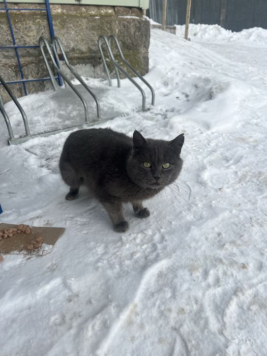 Гарні хлопці в нові родини