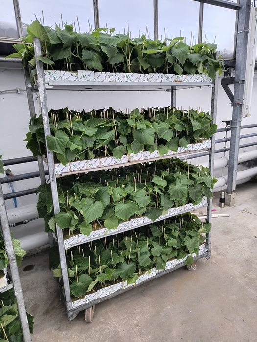 Sadzonka, rozsada ogórka szklarniowego