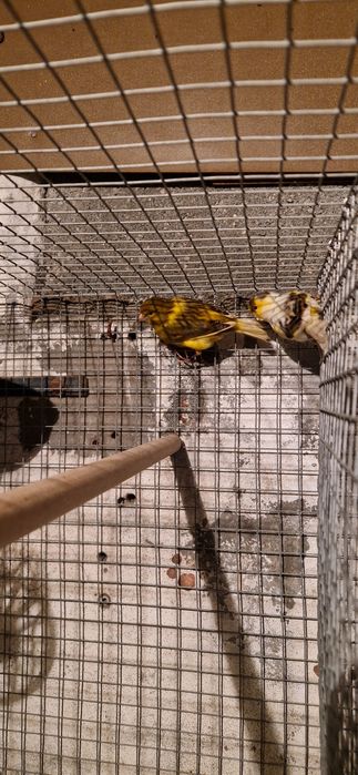 Casais de canarios 2025