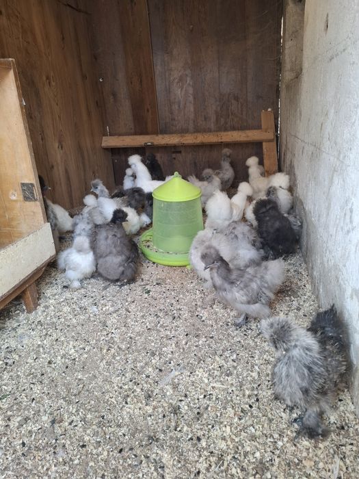 Hiszpany wajendotty silki pszepiurki