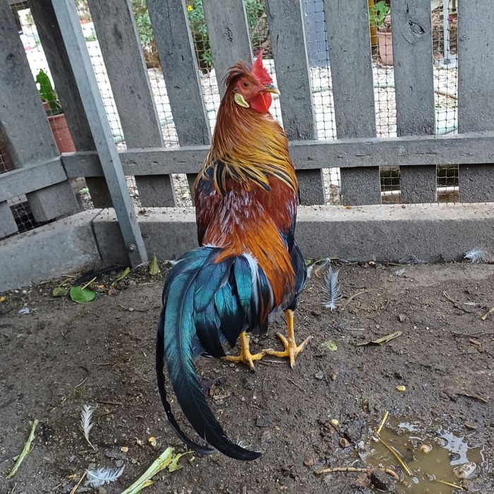Galo Leghorn +7 meses