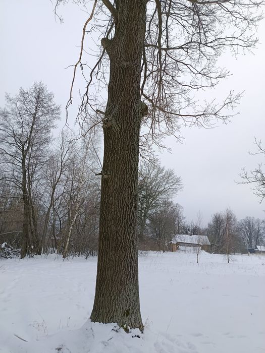 Продам дуба який ще росте