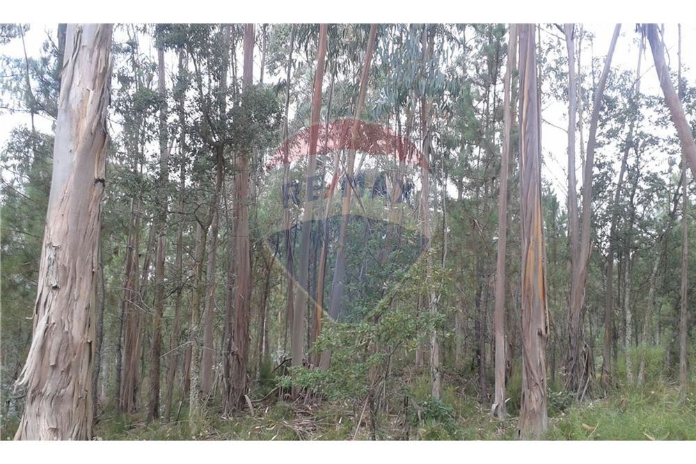 Terreno  para venda — Nossa Senhora Misericórdias, Santarém