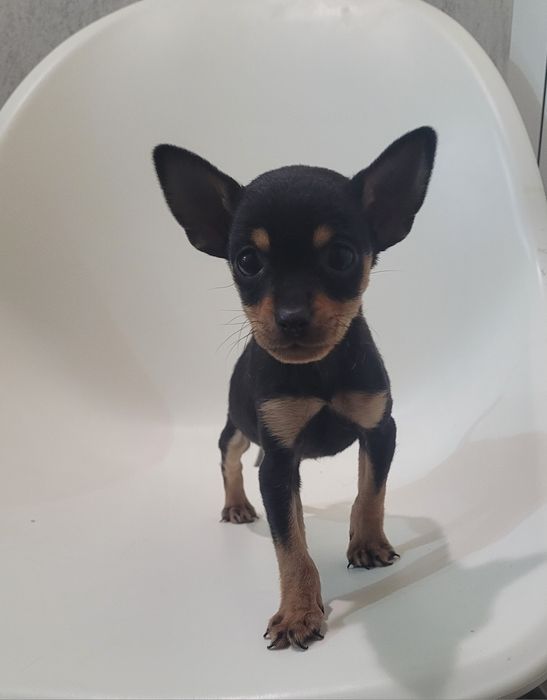 Cachorrinho Pinscher miniatura