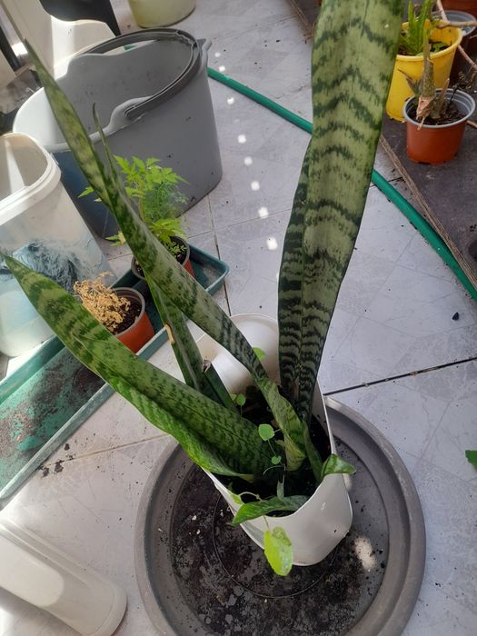 Mudas de espada de São Jorge já com raízes prontas a plantar.