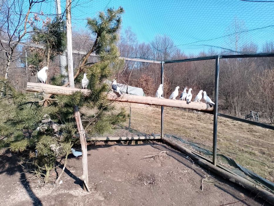 Gołębie na mamki