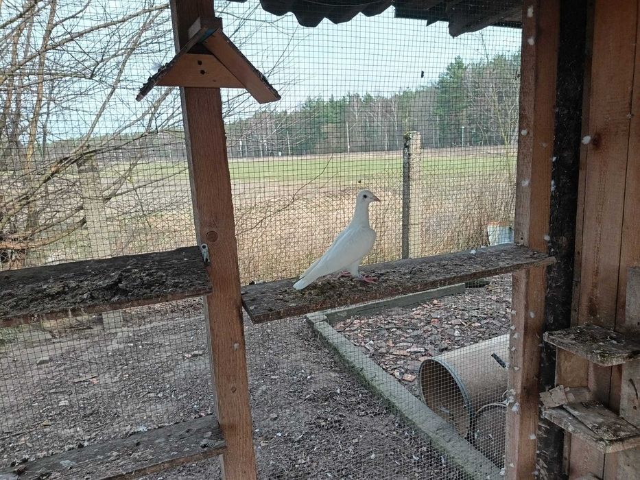 Gołębie pocztowe młode