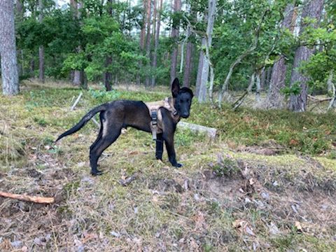 Owczarek belgijski fci malinois