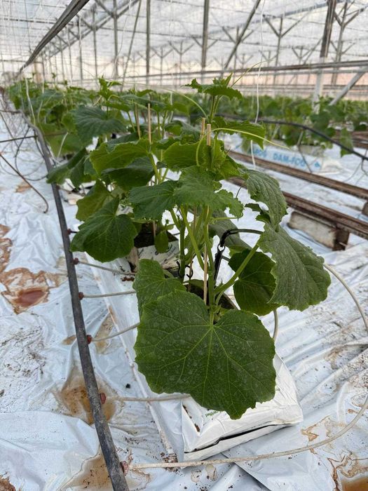 Rozsada ogórka MadMax