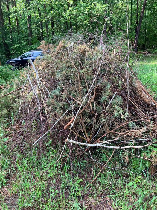 Oddam gałęzie / chrust za darmo - Marksewo