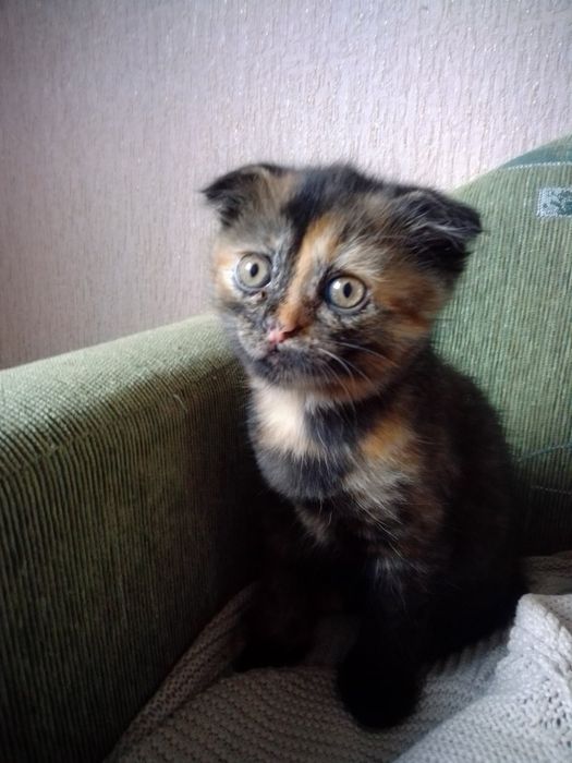 Отдаются прекрасные котята