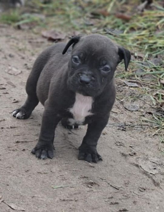 Pitbull Czarne szczenię