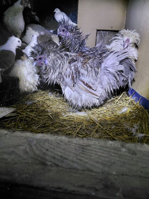 Sprzedam koguty silki lokowanej