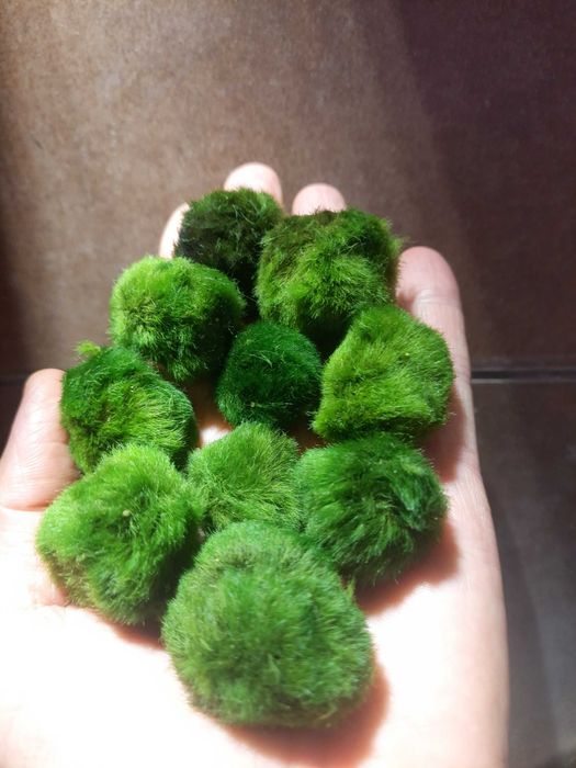 Gałęzatka - zestaw 10 małych kulek