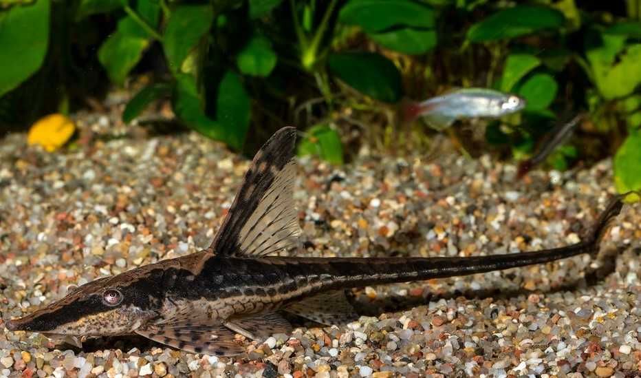 Sturisoma nigrirostrum GRUBY KOCUR sklep zoologiczny