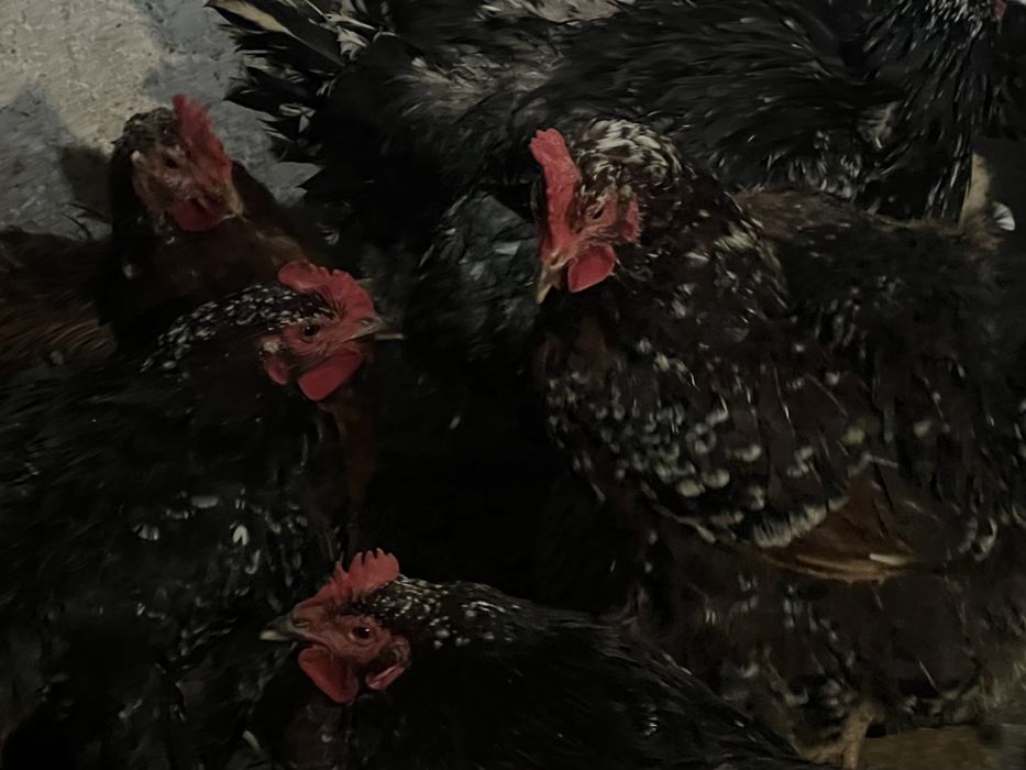 Інкубаційні яйця