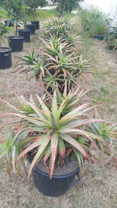 Aloés Prontas A Produzir