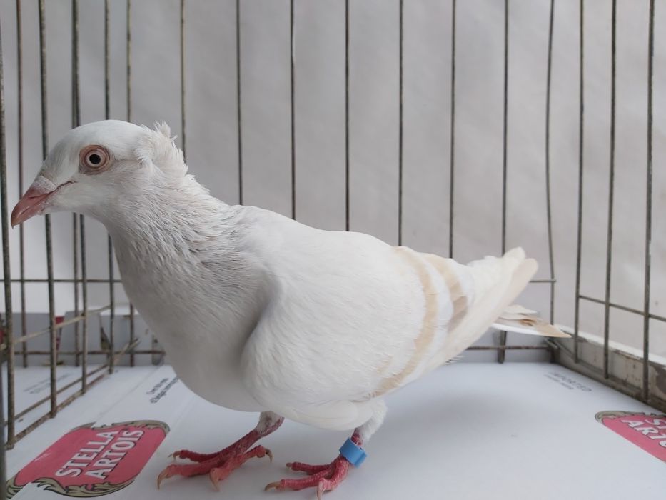 Gołębie Jasne Masłowe