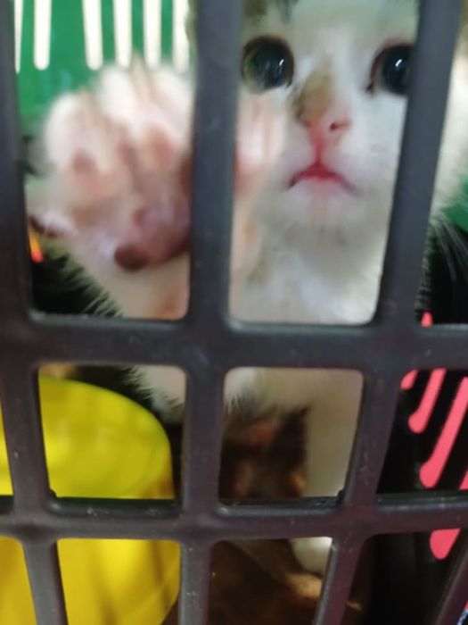 Трьохкольорове кошеня 1 місяць