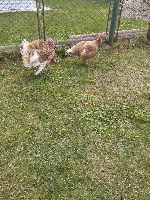 Продам   домашні індики