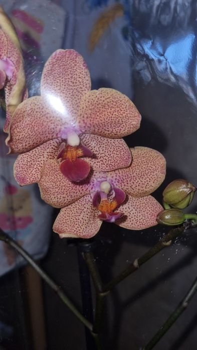 Фаленопсис мультилора орхідея sunset love ароматна