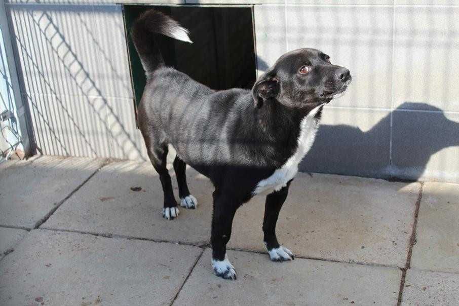 006832 Henio do adopcji