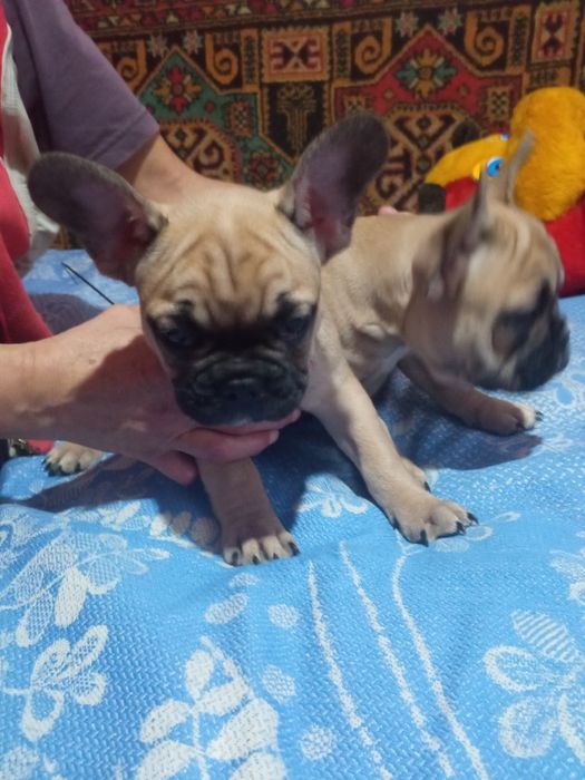 Продам цуценят французького бульдога