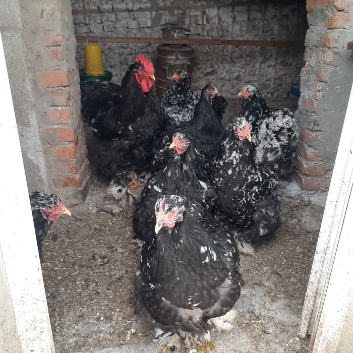 Кури.Мармуровий кохінхін.