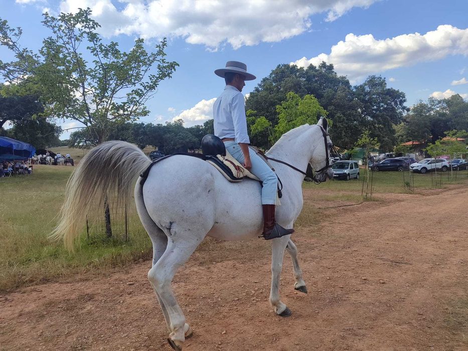 Vendo cavalo Luso-árabe