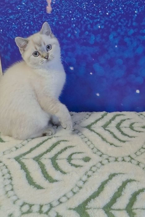 Шотландская девочка золотой поинт