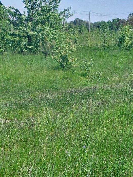 Продам земельну ділянку в Оліівці