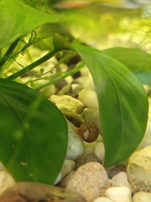 Ślimak zatoczek różowy