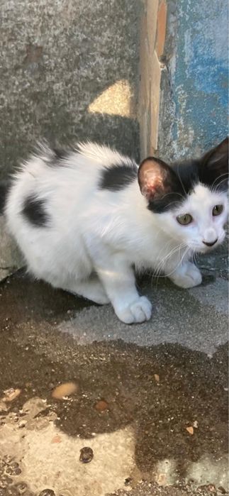 Gato da se 3meses