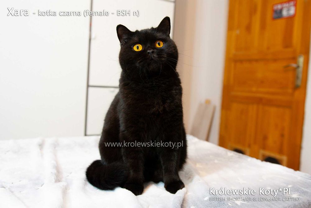 Kotka brytyjska pohodowla czarna, rodowód FPL, championka