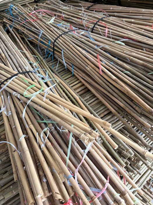 Stock 5.000 Canas de Bambu com 1cm de espessura e aproximadamente 150 cm de altura. Ideal para artesanato ou decoração.
