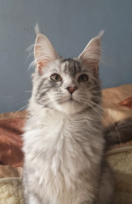 Koteczka Maine Coon