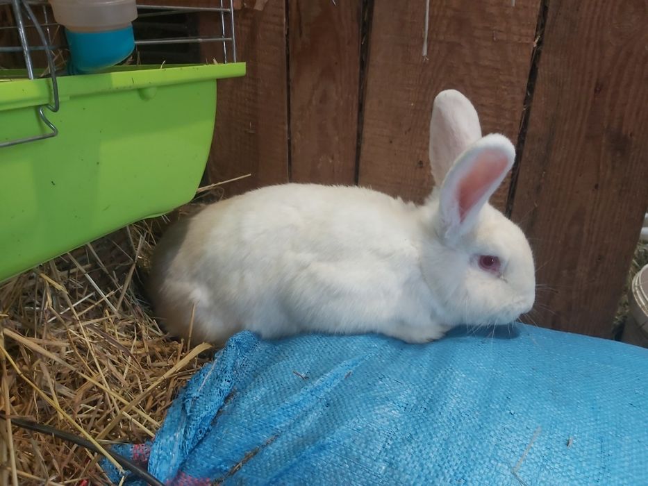 Królik nowozelandzki biały ,SAMICA, króliki nowozelandzkie białe NB