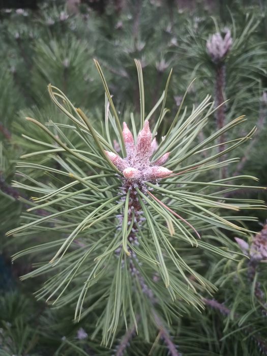 Sosna czarna pinus nigra 80-100 cm